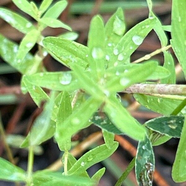 Hypericum perfoliatum Leaf