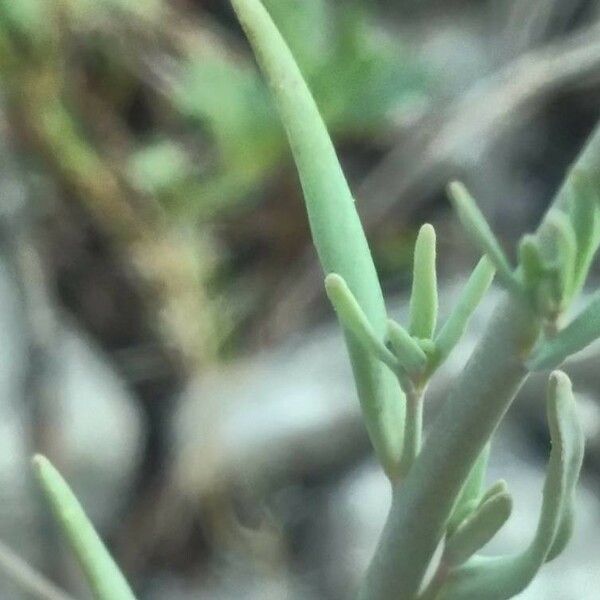 Linaria simplex Leaf