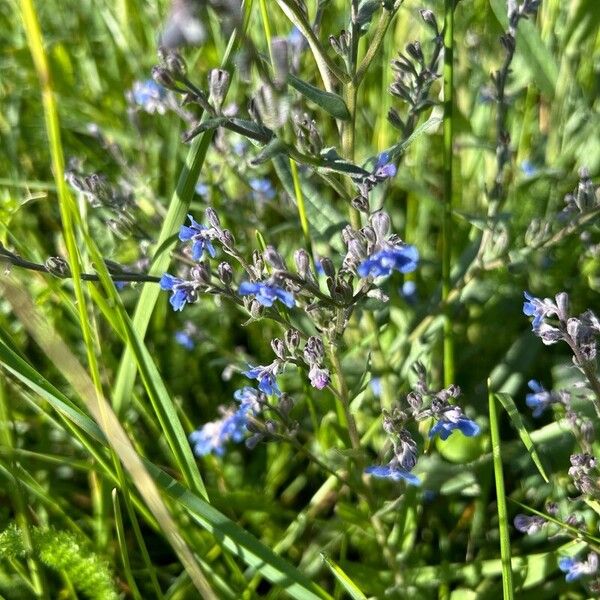 Cynoglottis barrelieri Flor