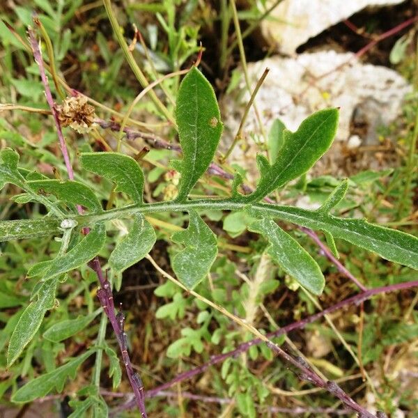 Centaurea collina Frunză