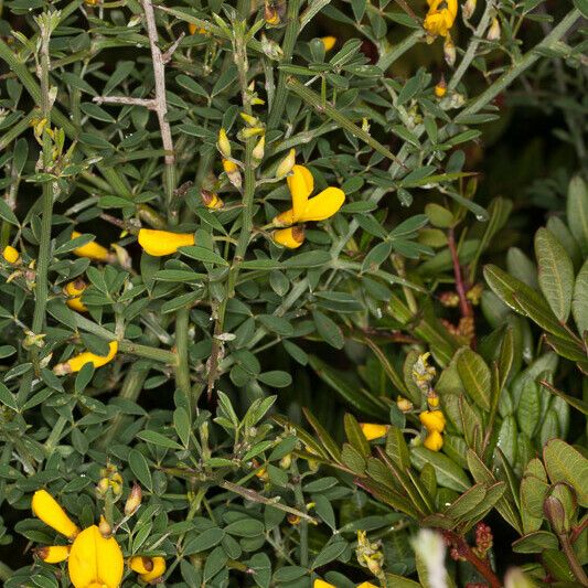 Cytisus spinosus Kvet