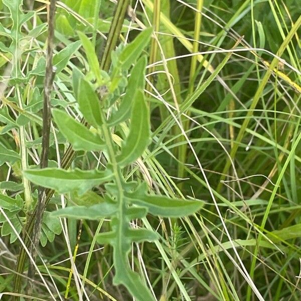 Centaurea scabiosa Лист