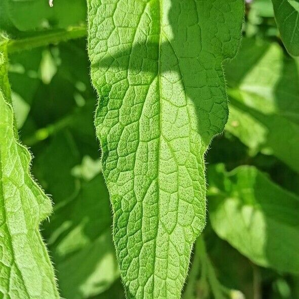 Symphytum officinale Blad