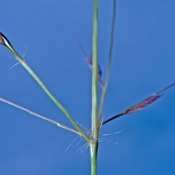 Eragrostis acutiflora Other