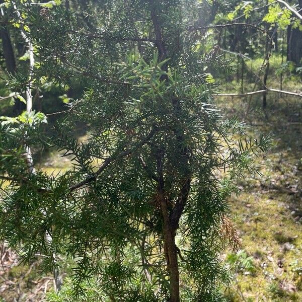 Juniperus communis برگ