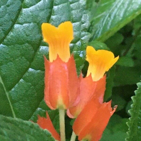 Chrysothemis pulchella Flower