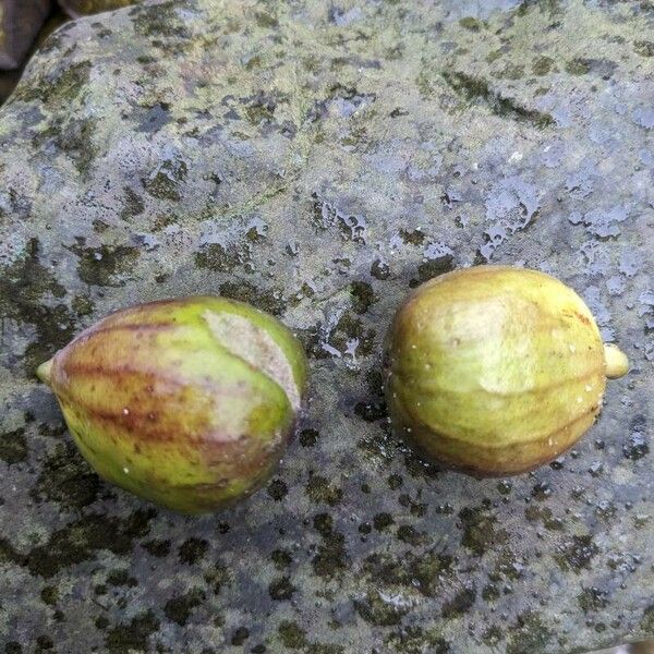 Ficus carica Fruit