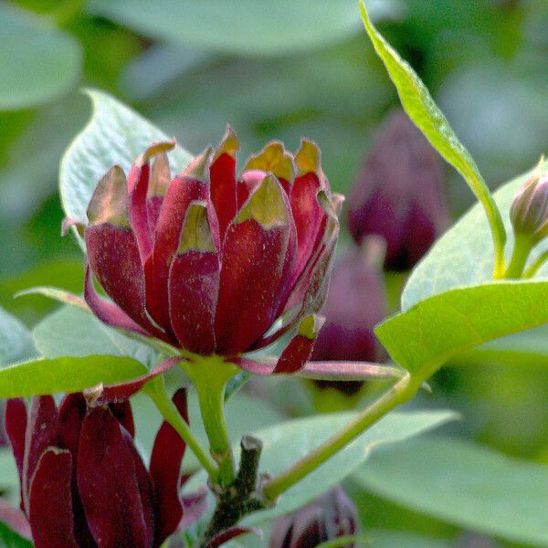 Calycanthus floridus Flower