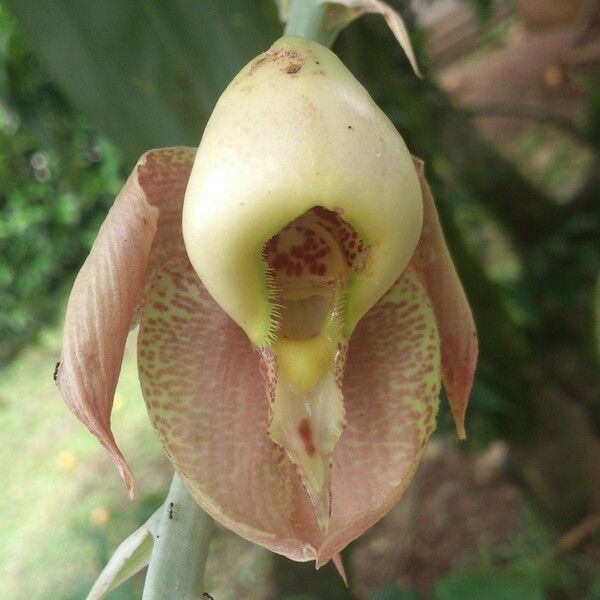 Catasetum maculatum Flors