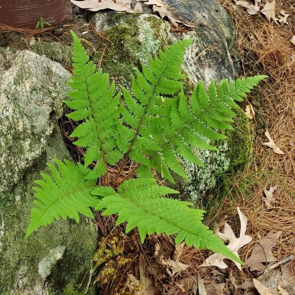 Dryopteris marginalis Blad