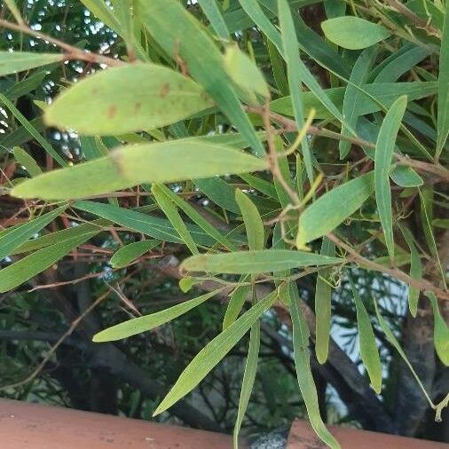 Acacia longifolia Leaf