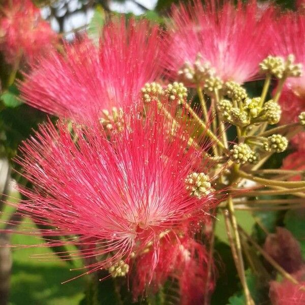 Albizia julibrissin Flower