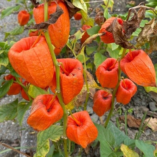 Alkekengi officinarum Fruit