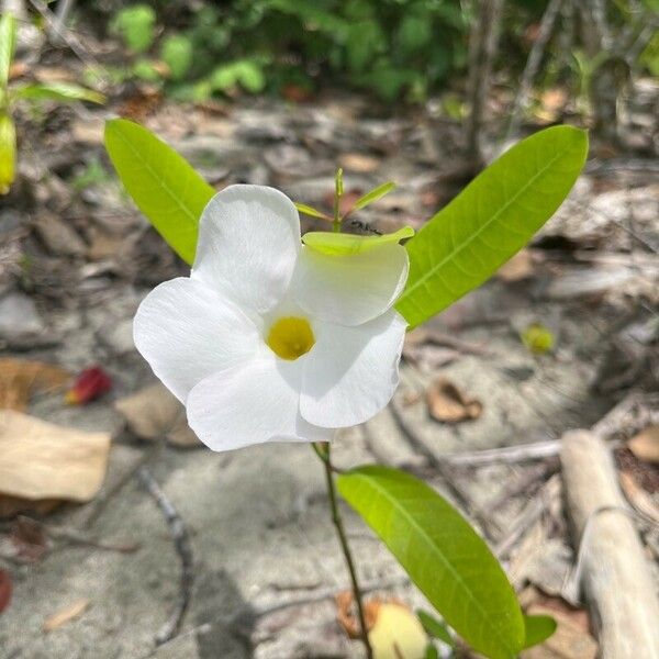 Rhabdadenia biflora Virág
