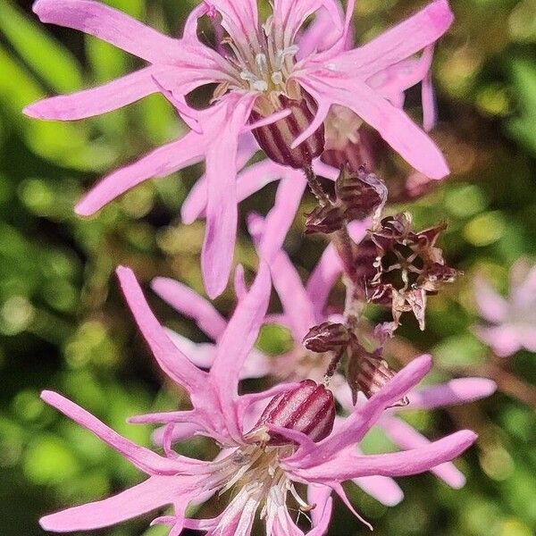 Silene flos-cuculi Blodyn