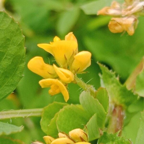 Medicago arabica Blomst