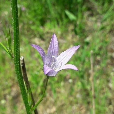 Campanula rapunculus Blüte