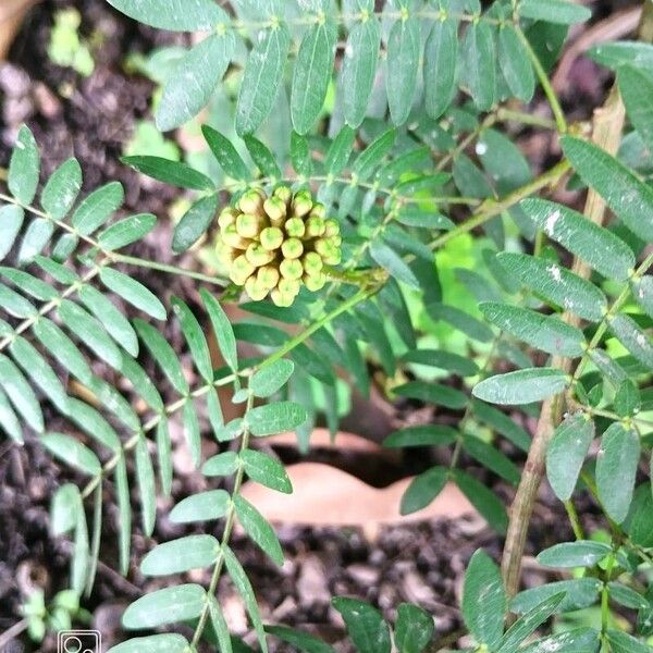 Calliandra surinamensis Кветка