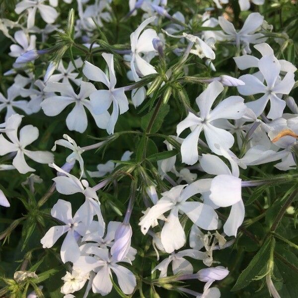 Phlox divaricata Flor