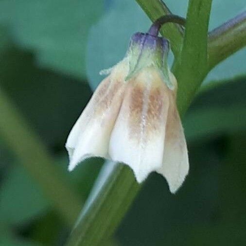 Physalis angulata Žiedas