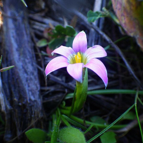 Romulea rosea Flor