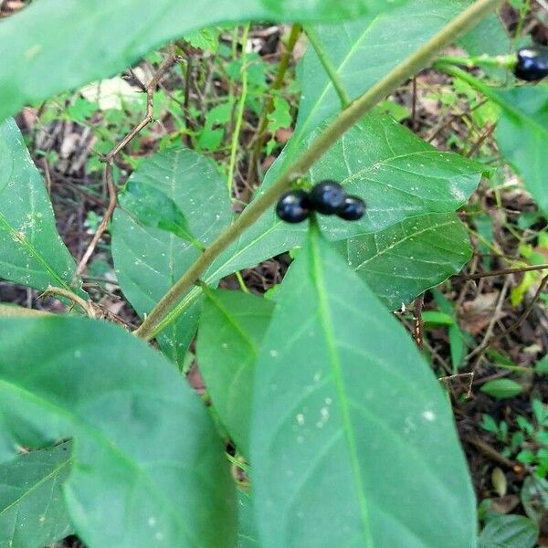 Solanum nigricans Fruit