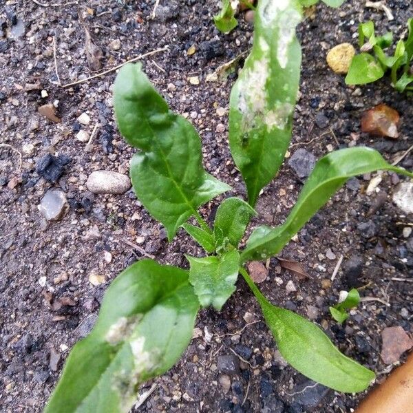 Spinacia oleracea Leaf