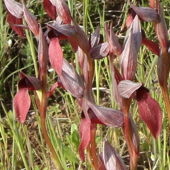 Serapias vomeracea Flors