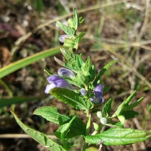 Scutellaria lateriflora ഇല