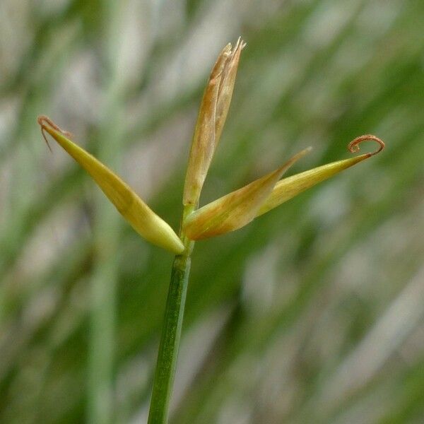 Carex pauciflora Flower