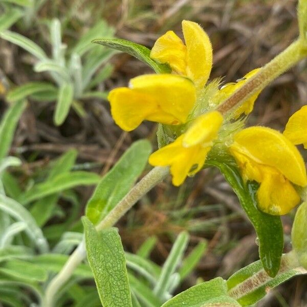 Phlomis lychnitis Květ