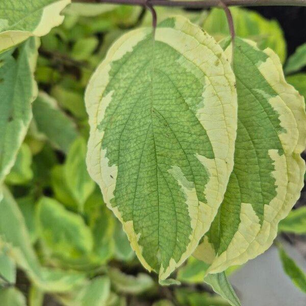 Cornus alba Leaf