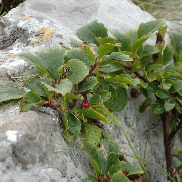 Rhamnus pumila Habitus