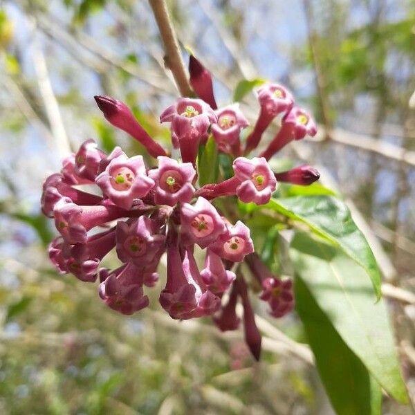 Cestrum elegans Flower