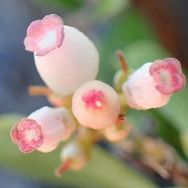 Arctostaphylos uva-ursi Blüte