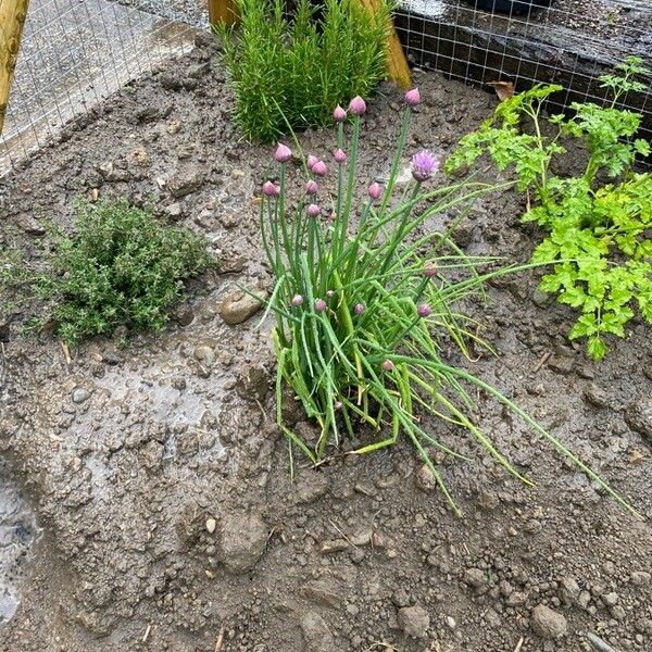 Allium schoenoprasum Bloem