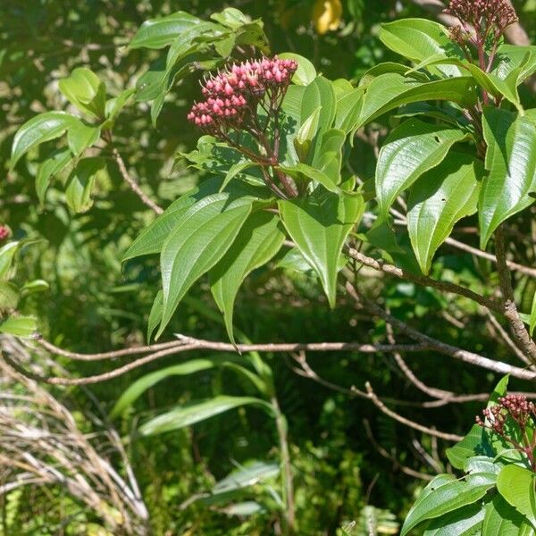 Miconia corymbosa 形態