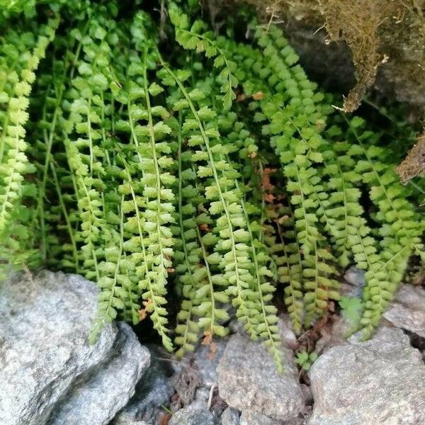 Asplenium viride Лист