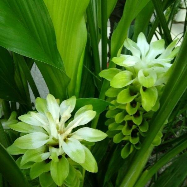 Curcuma longa Flower