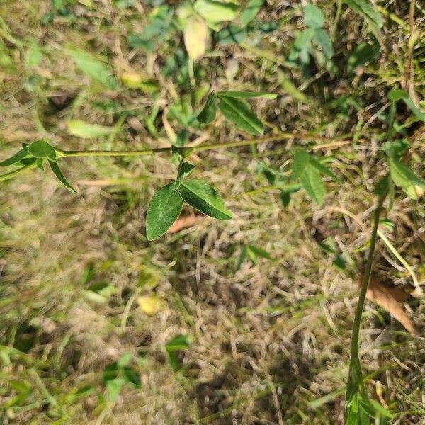 Trifolium medium Leaf