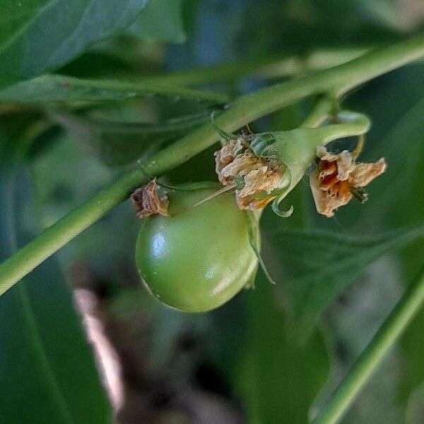 Solanum pseudocapsicum 果