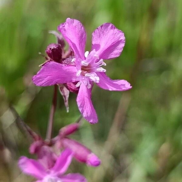 Viscaria vulgaris 花