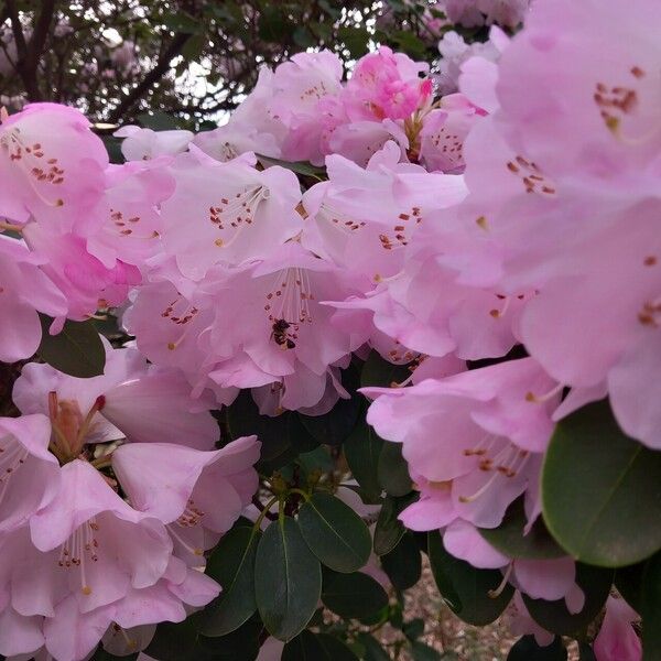 Rhododendron oreodoxa Flower