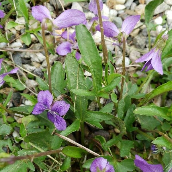 Viola pedatifida Fuelha