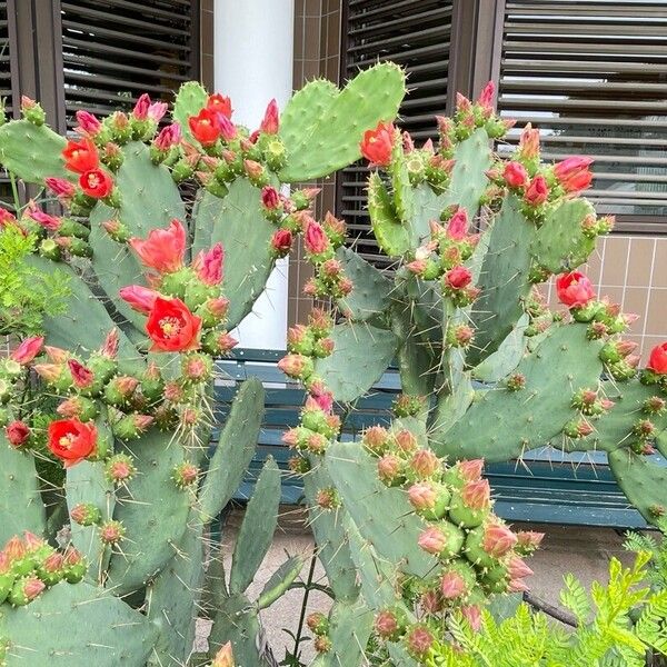 Opuntia elatior Flower