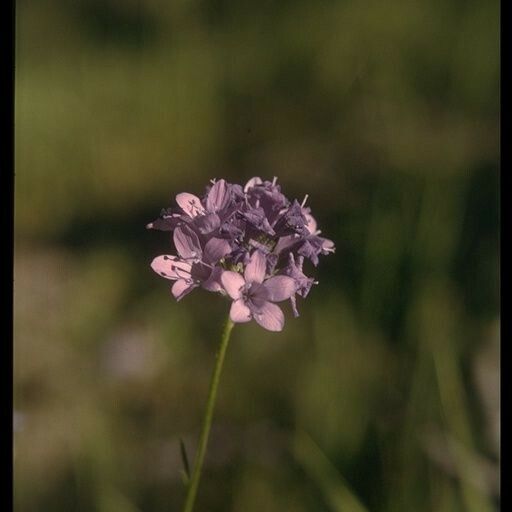 Gilia achilleifolia Květ