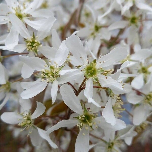 Amelanchier × lamarckii 花