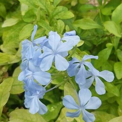 Plumbago auriculata Kwiat