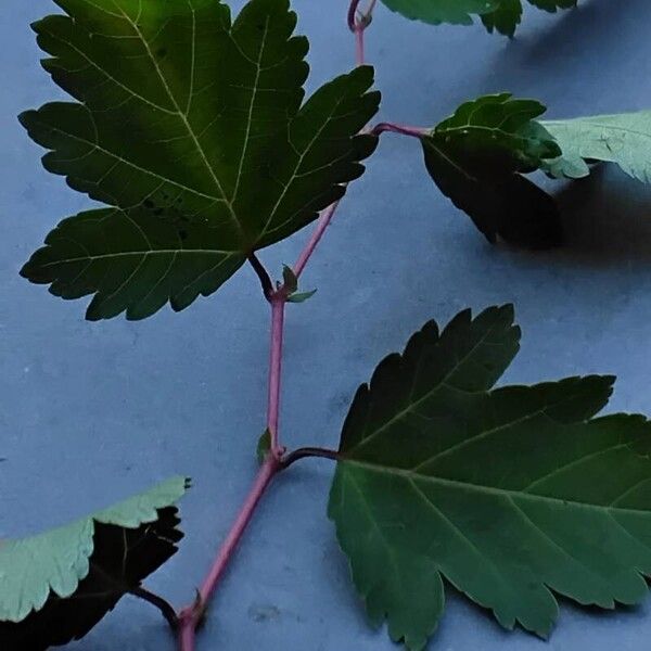 Neillia incisa Bark