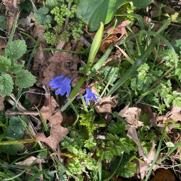 Scilla forbesii Habit